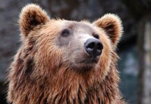 Urs împușcat, după ce a atacat un turist elvețian pe Transfăgărășan