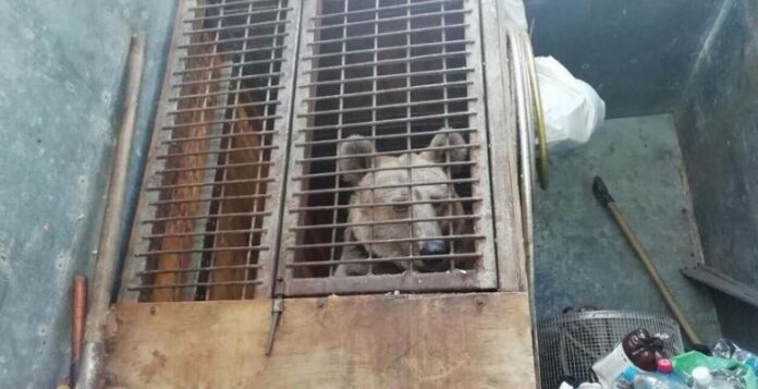 Foto: Facebook - AMP Libearty - Bear Sanctuary