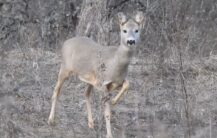 Captură video: Facebook/Romsilva