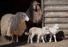 Focar de antrax într-o comună din Vrancea; proprietarul, internat în spital