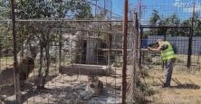 Grădină zoologică ilegală din județul Dâmbovița, închisă de Garda de Mediu; a fost deschis dosar penal