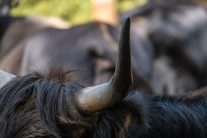 Dosar penal în Bistrița-Năsăud, după ce un zimbru a fost găsit decapitat