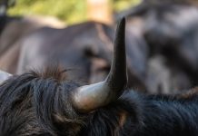 Dosar penal în Bistrița-Năsăud, după ce un zimbru a fost găsit decapitat